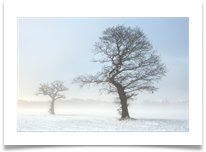 Winter Trees - Chris Beesley